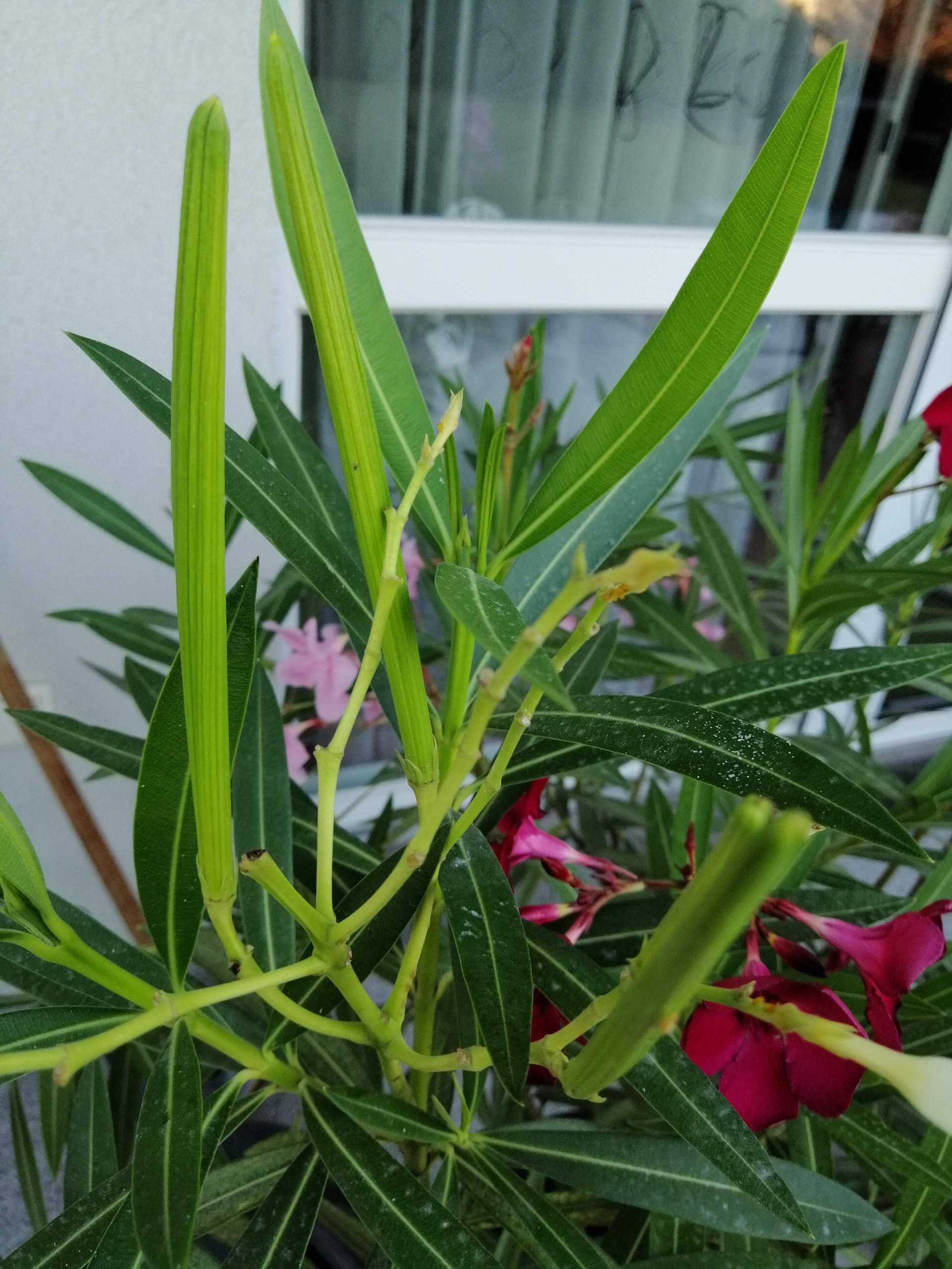 Welcher Teil wächst da beim Oleander raus? (Pflanzen, Garten, Pflanzenpflege)
