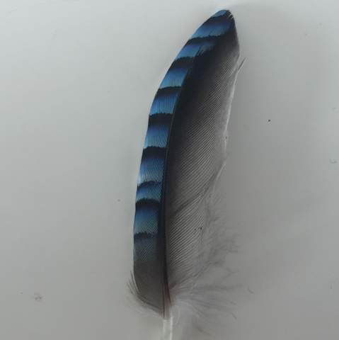 Schwarze Feder,
linke Hälfte blau gestreift mit verlauf ins weiße/schwarze - (Tiere, Biologie, Vögel)