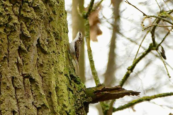 Welcher Vogel ist das?