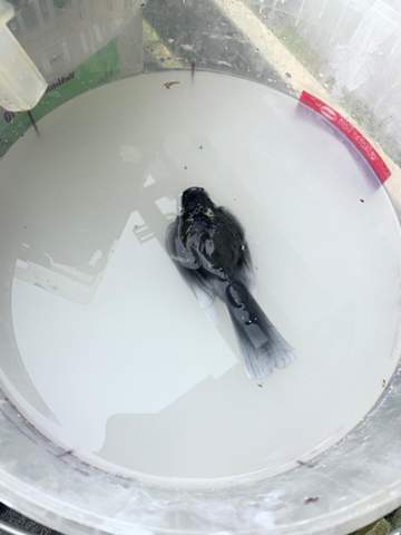 Welcher Vogel Ist Das Schwarz Weiss Tiere Vogel Vogelart