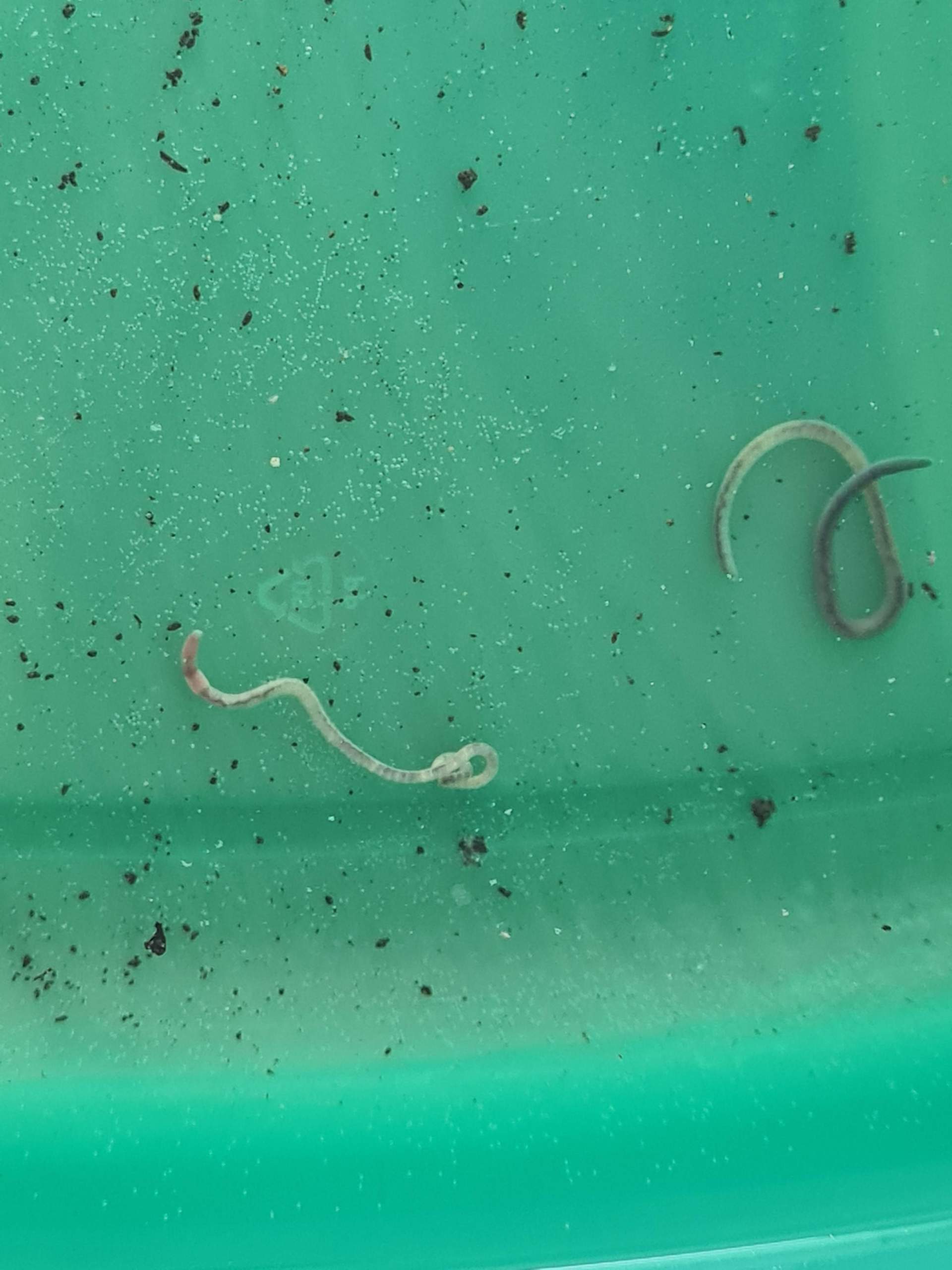 Welcher Wurm im Blumentopf? (Zimmerpflanzen, Würmer, Blumenerde) Welcher Wurm im Blumentopf? (Zimmerpflanzen, Würmer, Blumenerde)