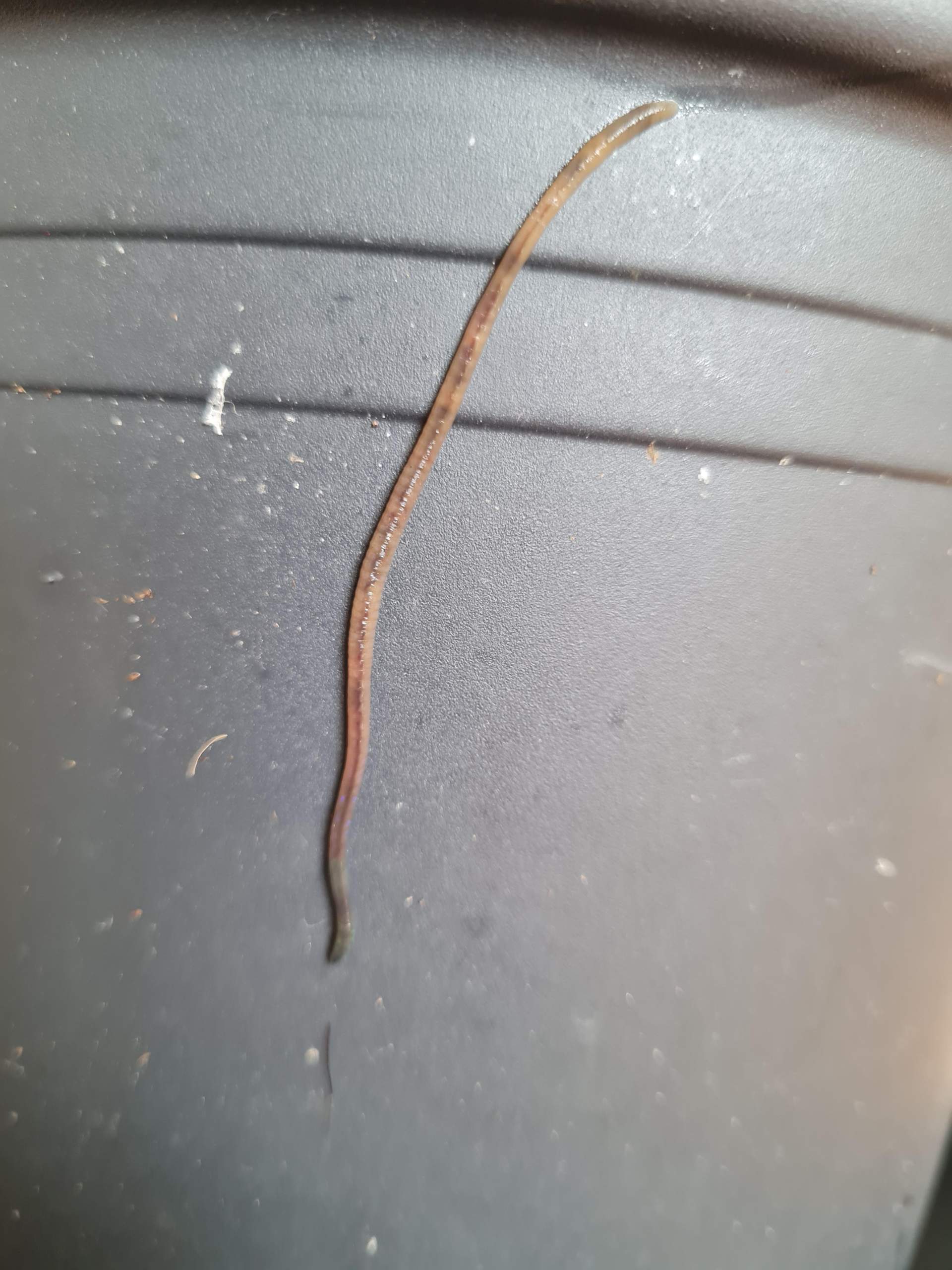 Welcher Wurm im Blumentopf? (Zimmerpflanzen, Würmer, Blumenerde) Welcher Wurm im Blumentopf? (Zimmerpflanzen, Würmer, Blumenerde)