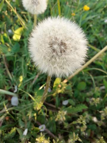 - (Bilder, Foto, Kreativität)