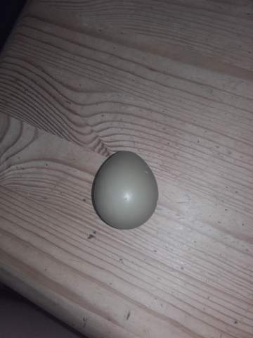 - (Eier, vogelart)