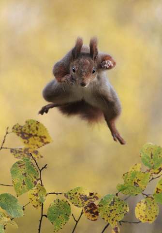 Welches Eichhörnchenbild findest du am besten?