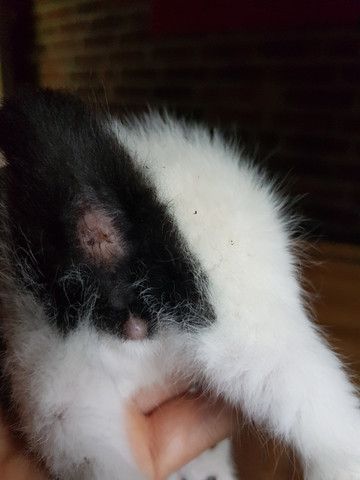 Welches Geschlecht Haben Meine Katzenbabys Tiere Katze Katzen