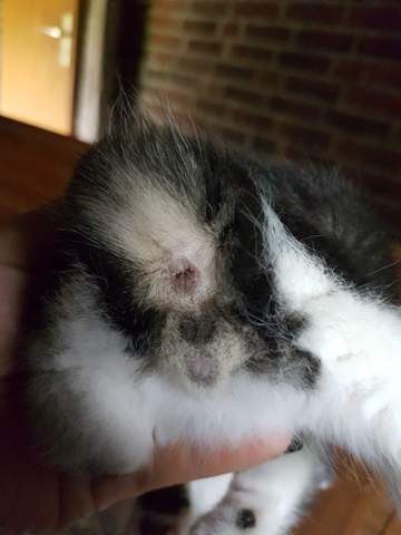 Welches Geschlecht Haben Meine Katzenbabys Tiere Katze Katzen