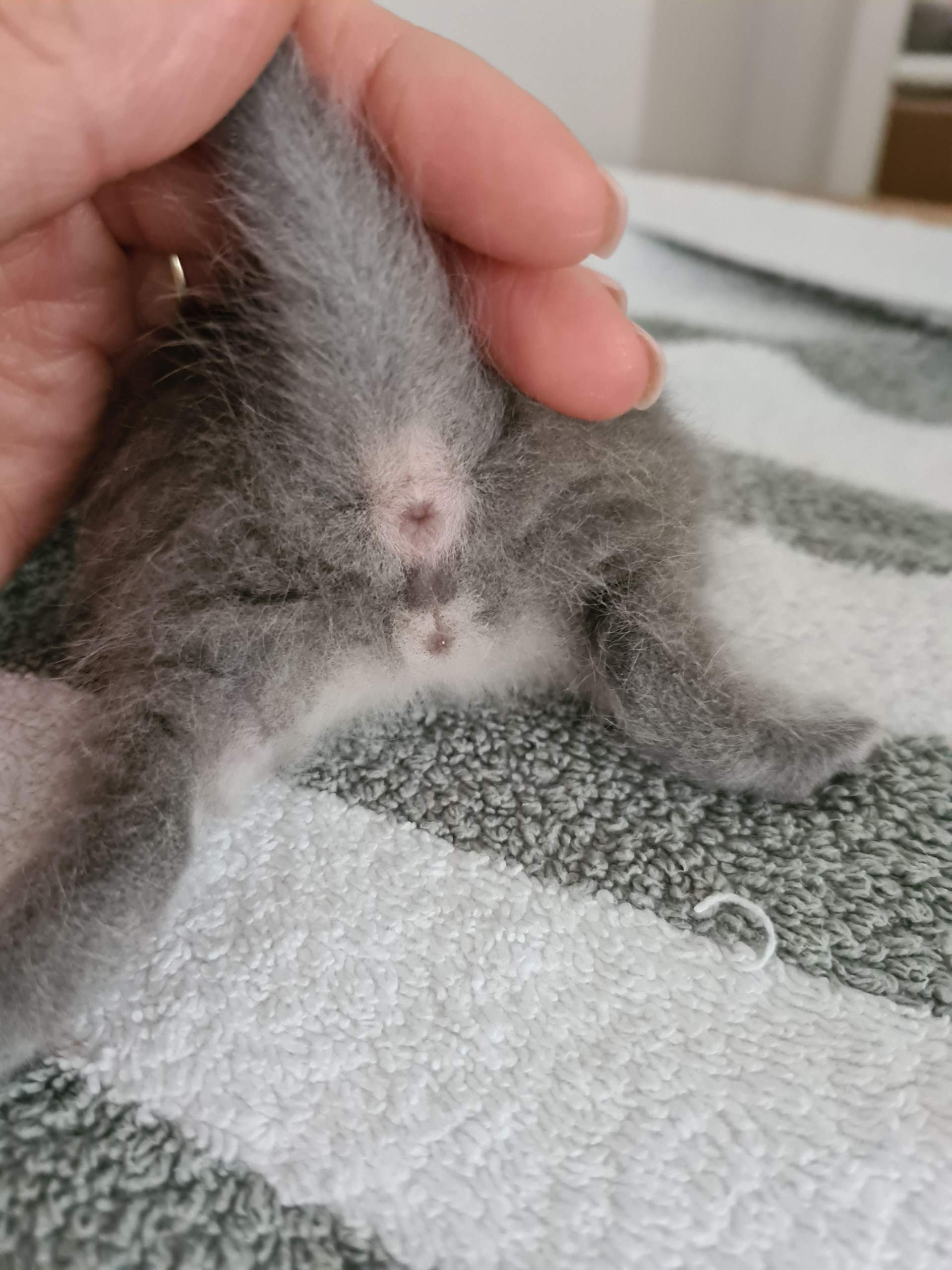 Welches Geschlecht haben die Kitten? (Katze, Katzenjunges) Welches Geschlecht haben die Kitten? (Katze, Katzenjunges)