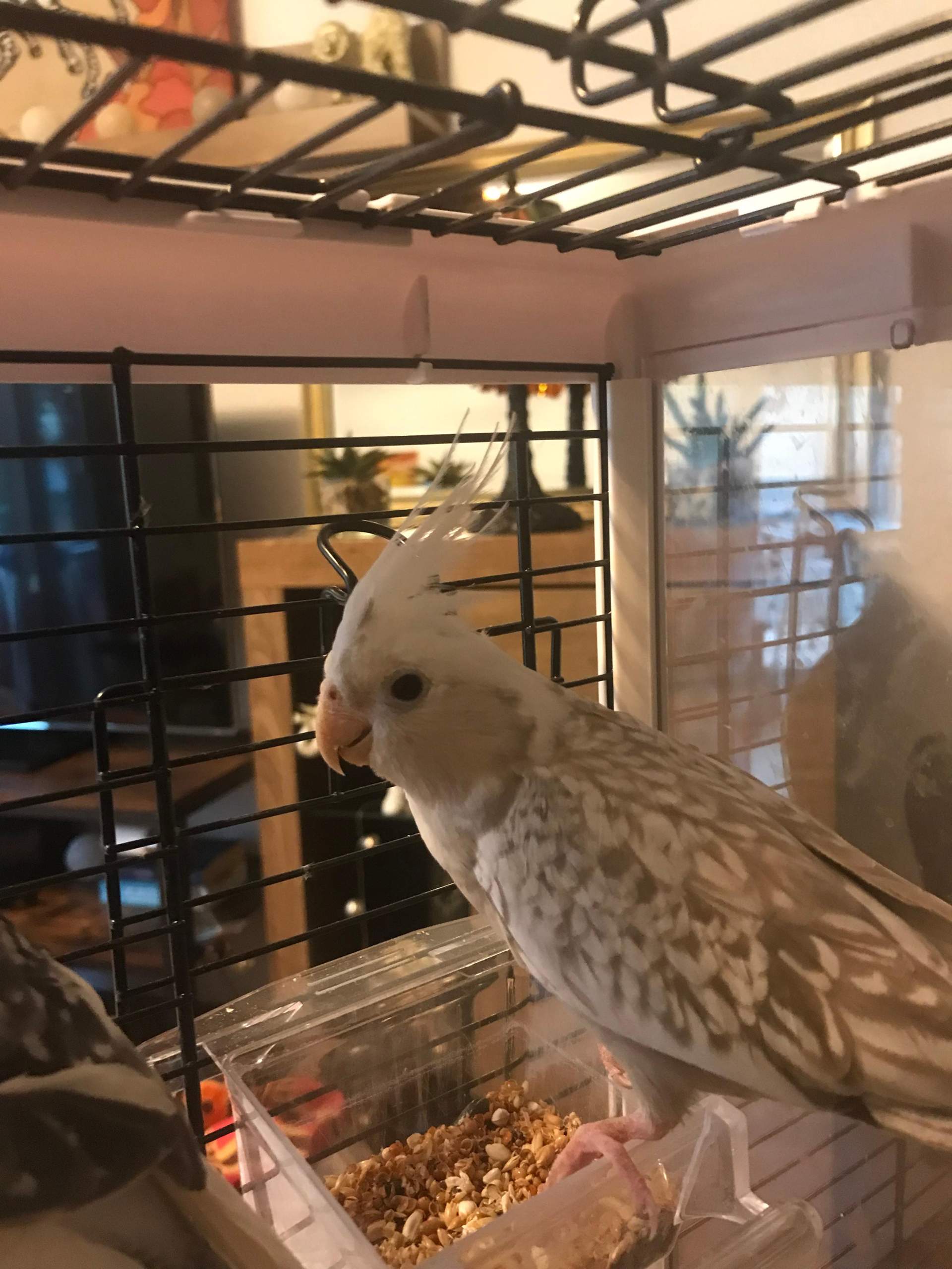 Welches Geschlecht haben meine Nymphensittiche? (Vögel, Nymphensittich)