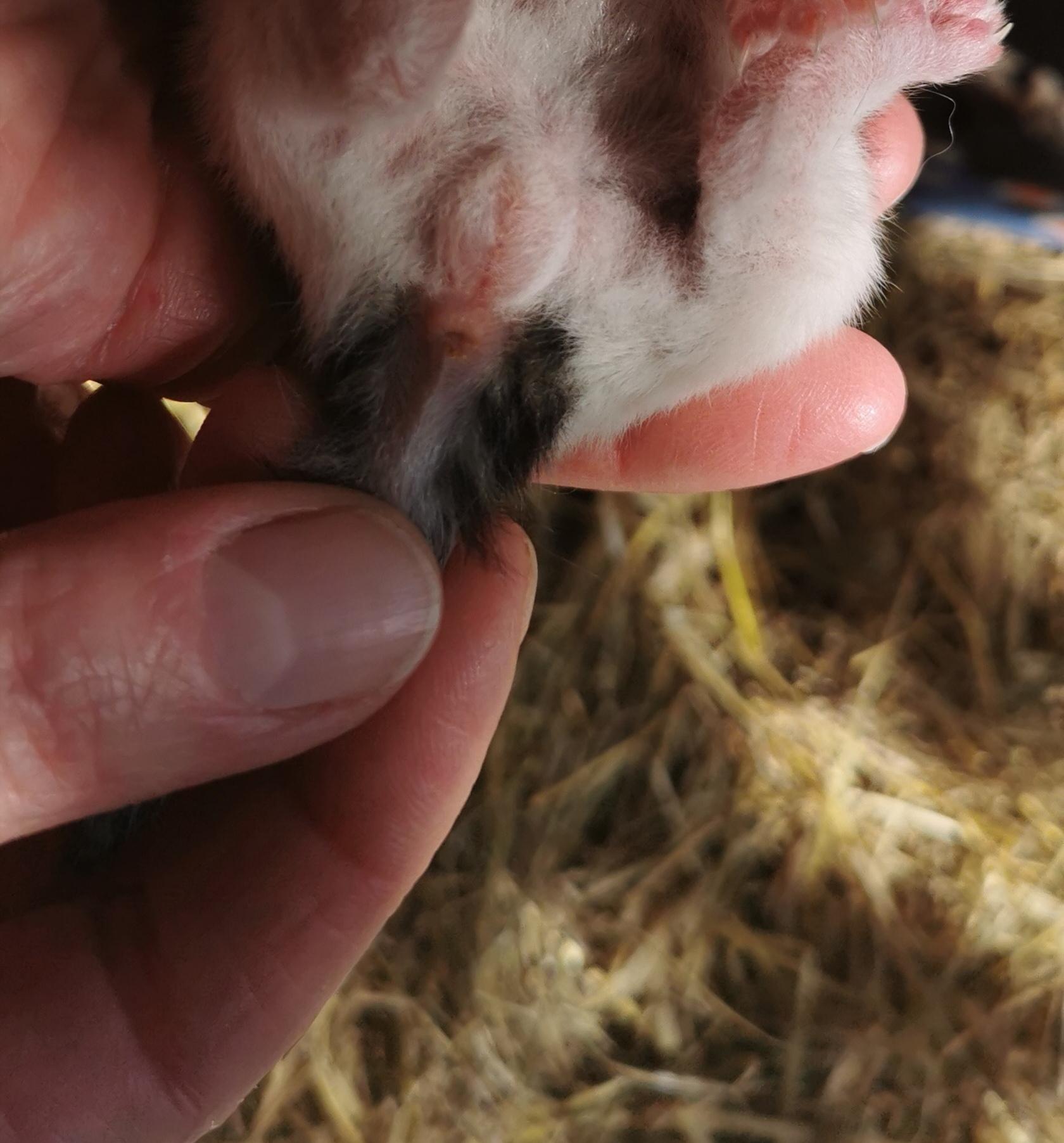 Welches Geschlecht hat dieses Kitten? (Kittenfutter)