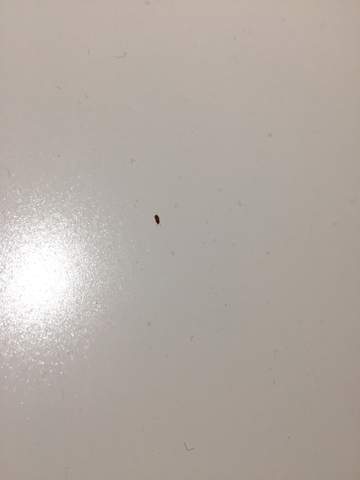- (Insekten, Käfer, Phobie)
