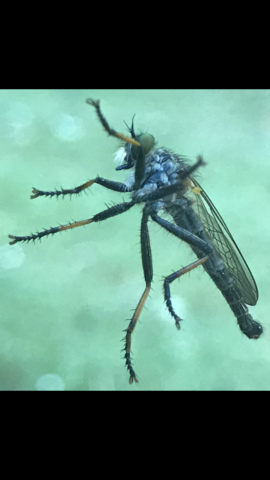 Grossansicht - (Tiere, Insekten)