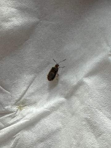 Welches Insekt ist das? (Insekten, Insektenbestimmung)