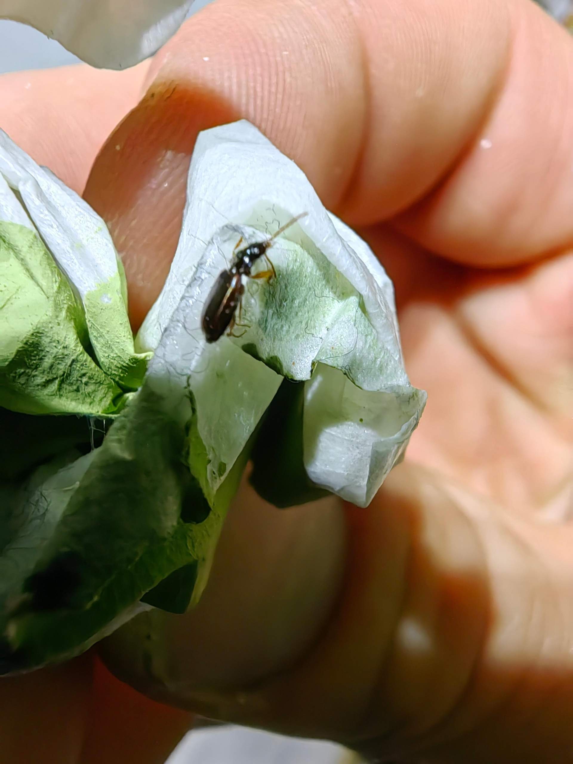 Welches Insekt ist das? (Insekten, Schädlinge, Ungeziefer)
