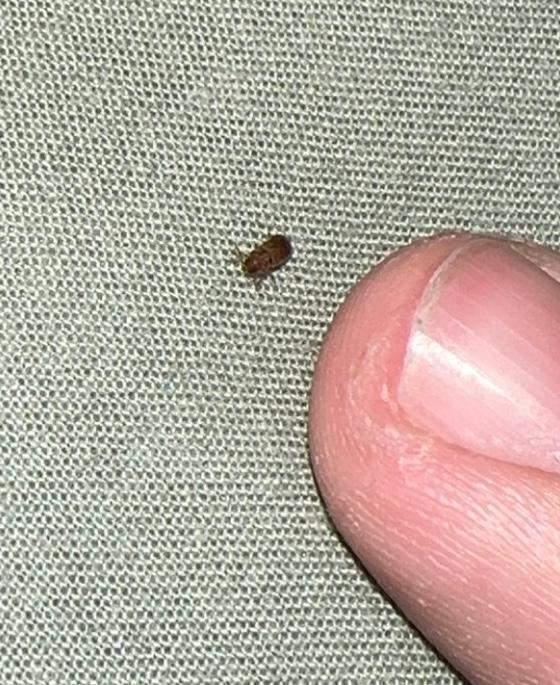 Welches Insekt ist das? (Insekten, Insektenbestimmung)