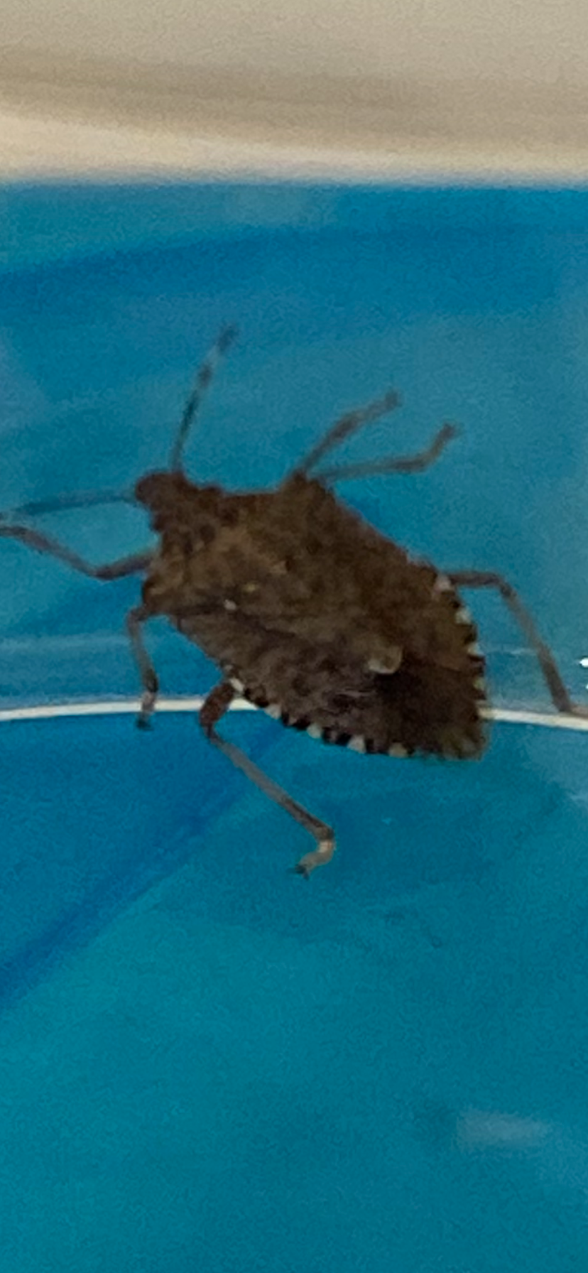 Welches Insekt ist das? (Küche, Insekten, Schädlinge) Welches Insekt ist das? (Küche, Insekten, Schädlinge)