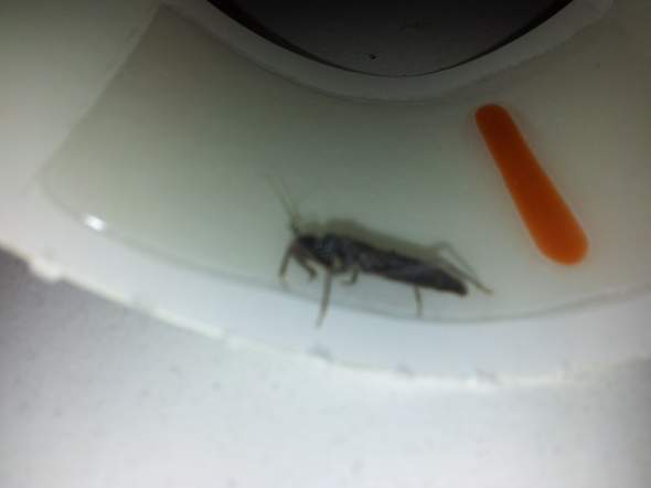 Schlechte Qualität. Sorry :( - (Insekten, Schädlinge)