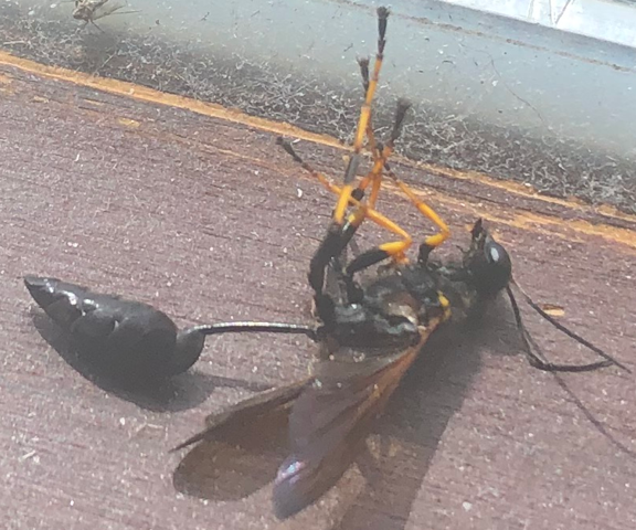 Welches Insekt ist das (Siehe Foto)?