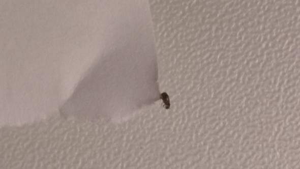 Welches Insekt Ist Das Staublaus Bettwanze Floh Wohnung