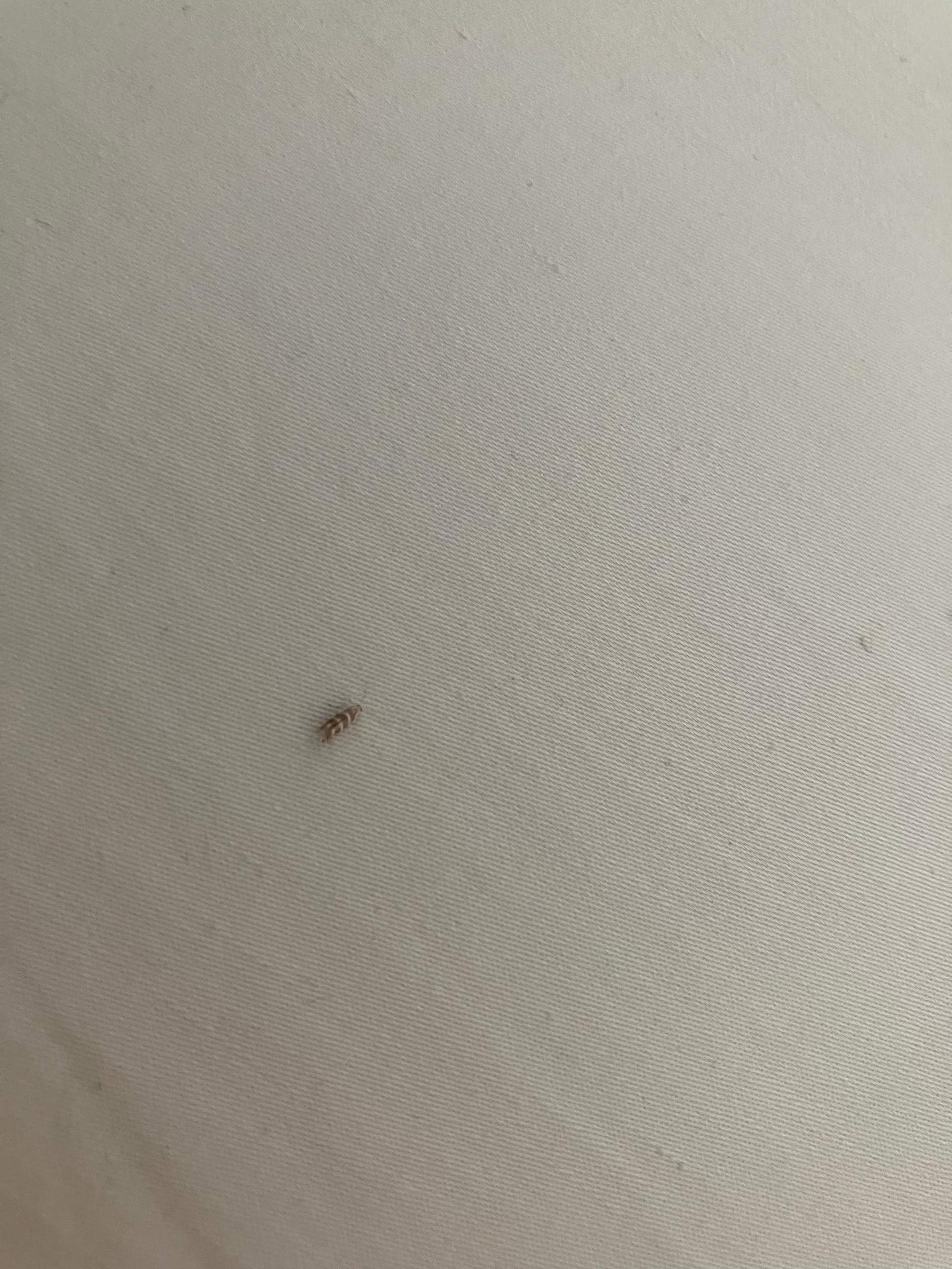 Welches Insekt ist das und wie werden wir es los? (Insekten ...