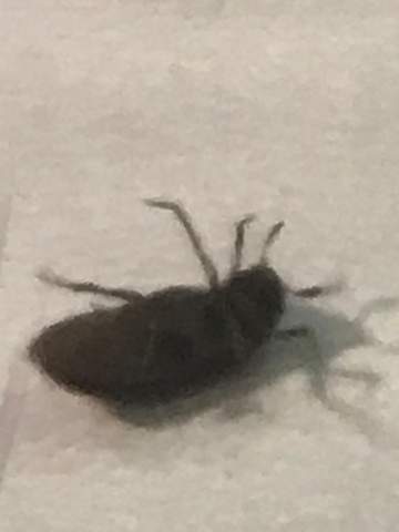 Welches Insekt ist dies hier?