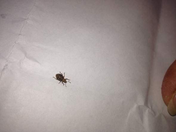 Gefundenes Insekt - (Deutschland, Insekten, Käfer)
