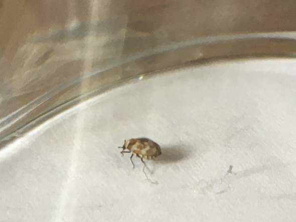 - (Insekten, Käfer)