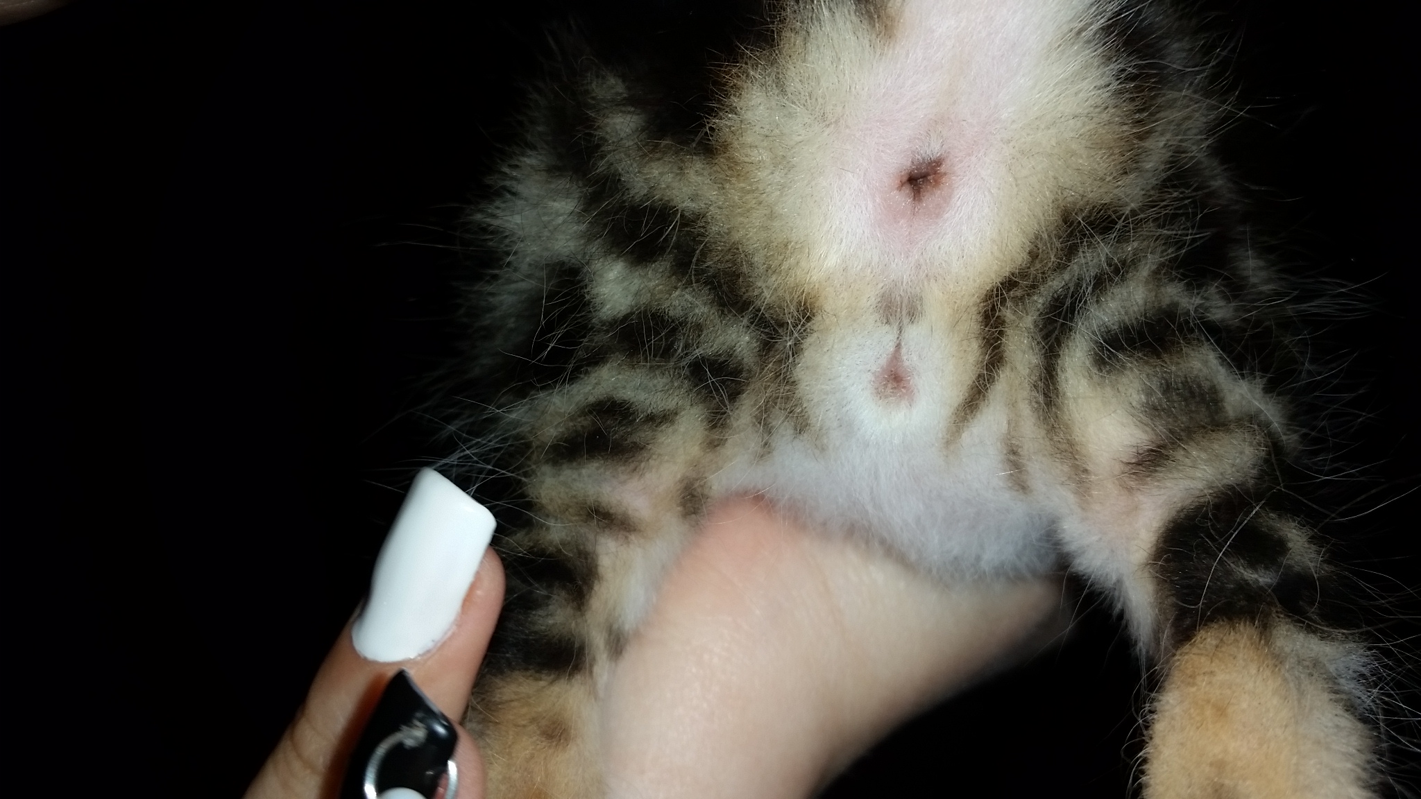 Welches Kitten ist ein Männlein, welches ein Weiblein? Hallo, Meine