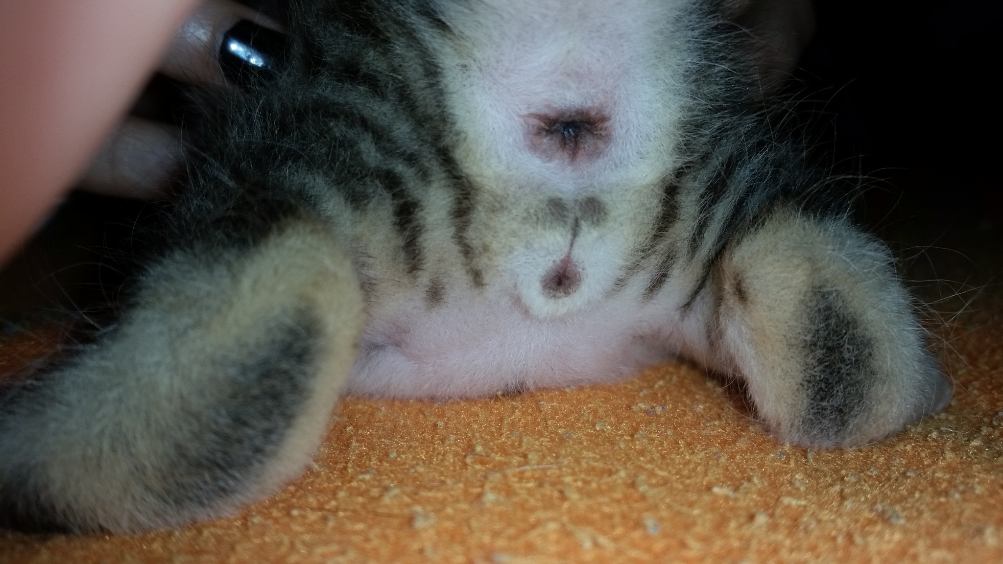 20+ elegant Foto Wann Katzen Impfen 51 Top Pictures Wann Katzen Sterilisieren Lassen Katze 20+ elegant Foto Wann Katzen Impfen 51 Top Pictures Wann Katzen Sterilisieren Lassen Katze