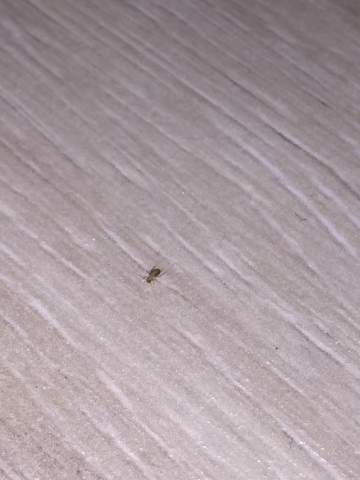Insekt - (Insekten, welches)