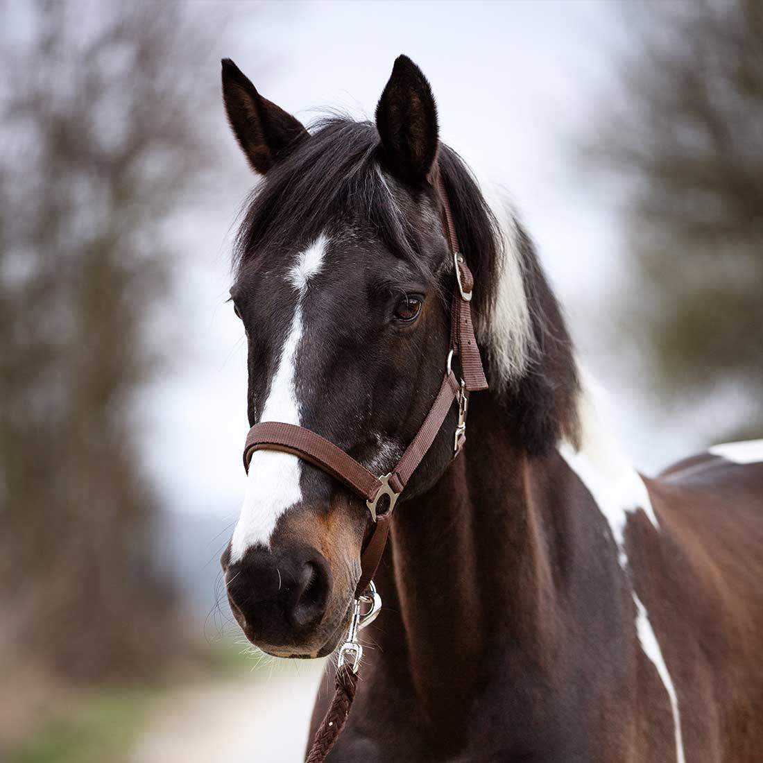 Welches Pferd findest du am schönsten? (schön)
