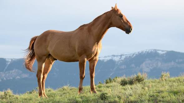 - (Tiere, Abstimmung, Pferde)