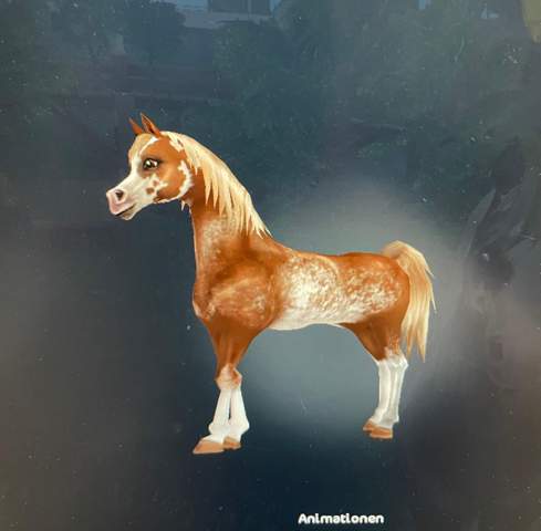 Welches Pferd sieht eurer Meinung nach am schönsten aus (SSO)?