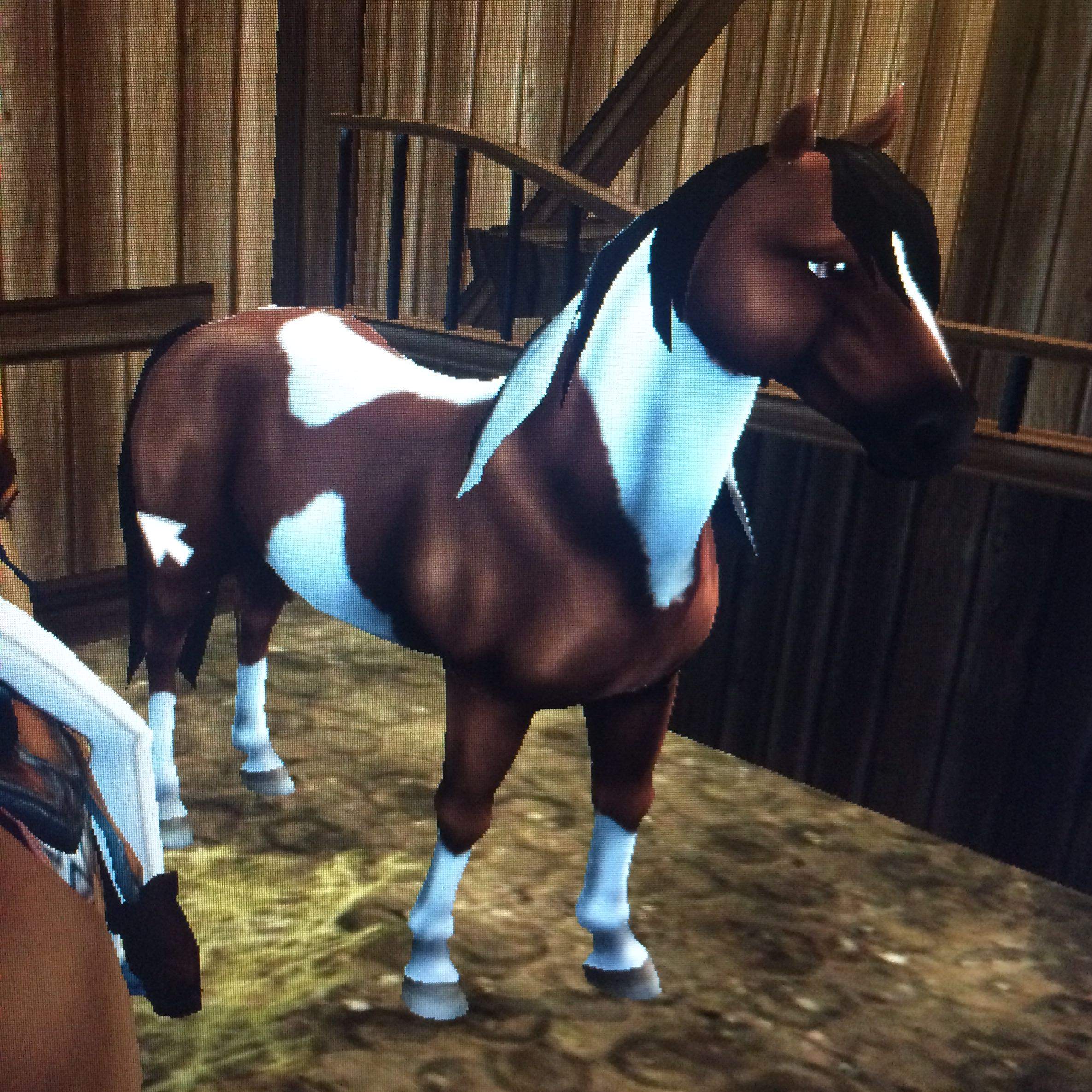 Star Stable Welches Pferd Passt Zu Mir
