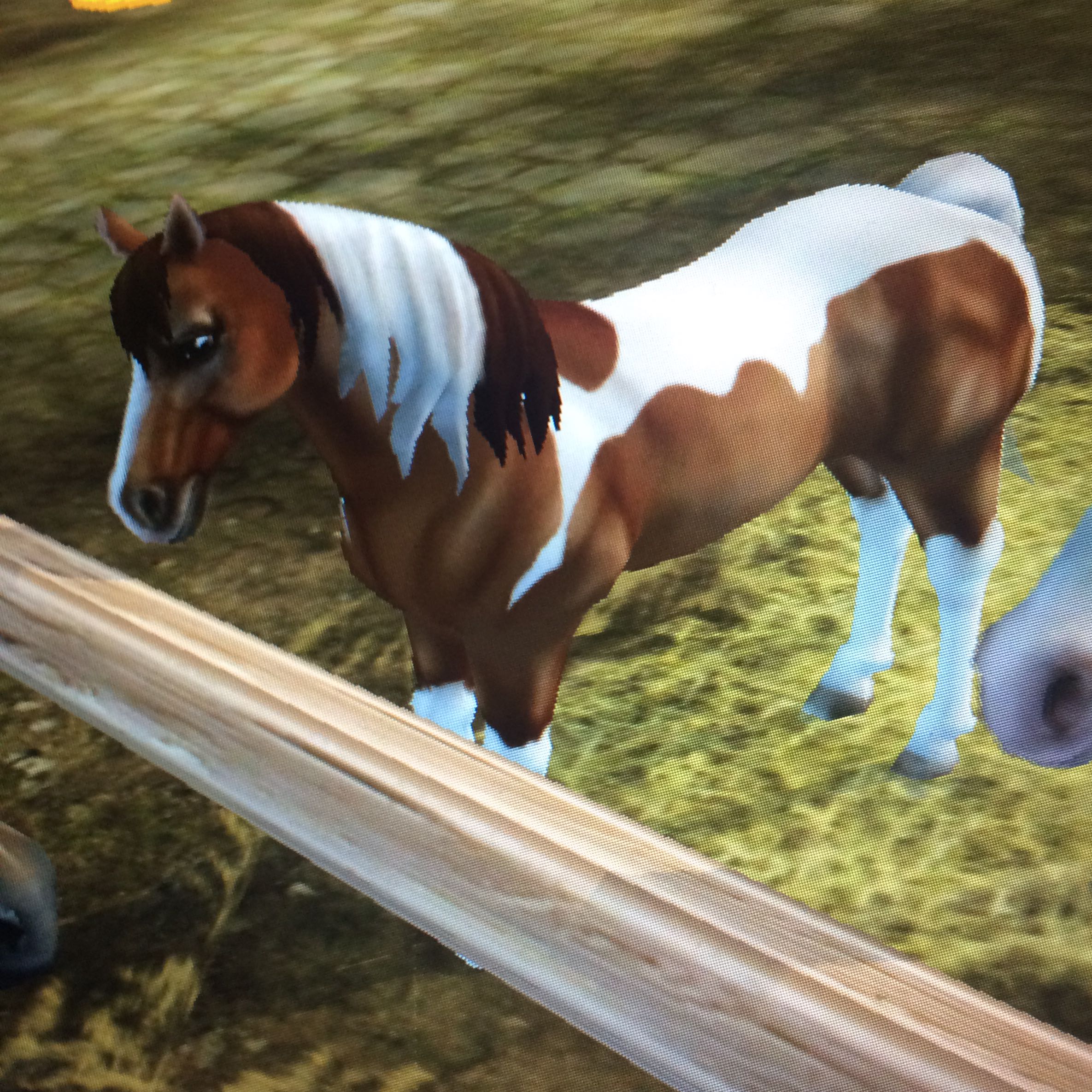 Star Stable Welches Pferd Passt Zu Mir