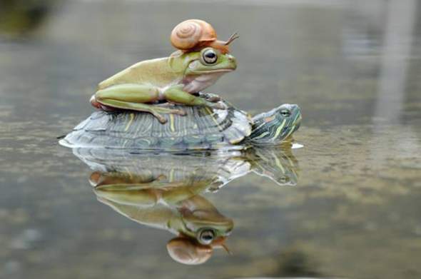 - (Gesundheit und Medizin, Psychologie, Tiere)
