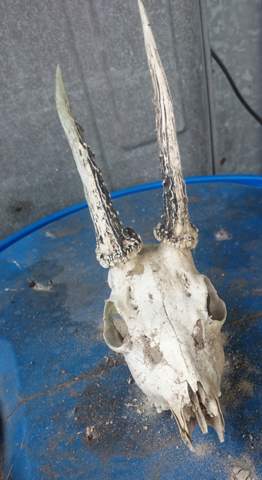 Welches Tier Gehort Zu Dem Schadel Tiere Skelett