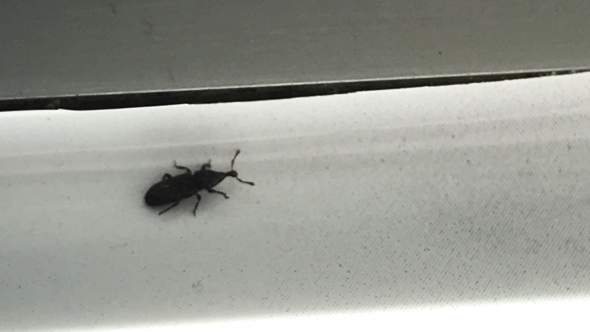 Das Tier was ich meine - (Tiere, Insekten)
