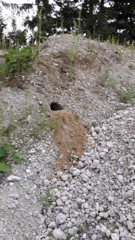 Welches Tier hat das Loch gegraben?