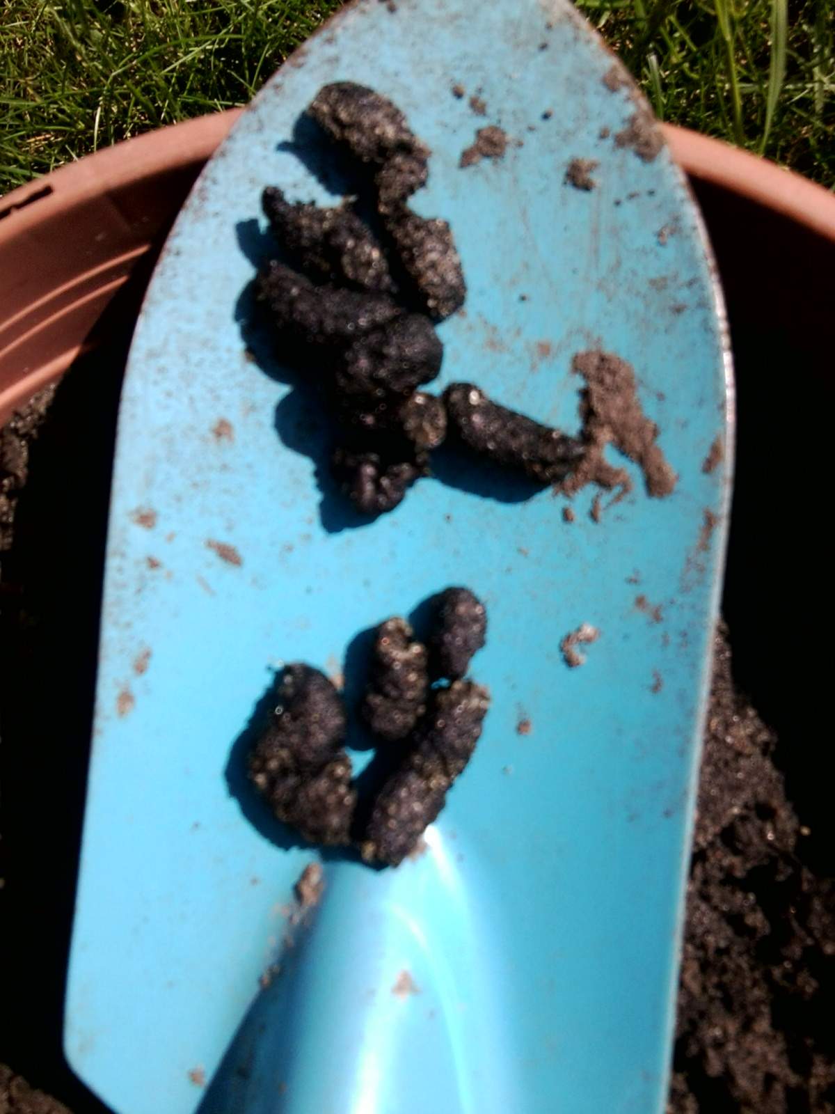 Kann ich gut zeichnen? :))))))) (talent) Welches Tier hat den Kot vor unserer Tür hinterlassen (Tiere, Garten)