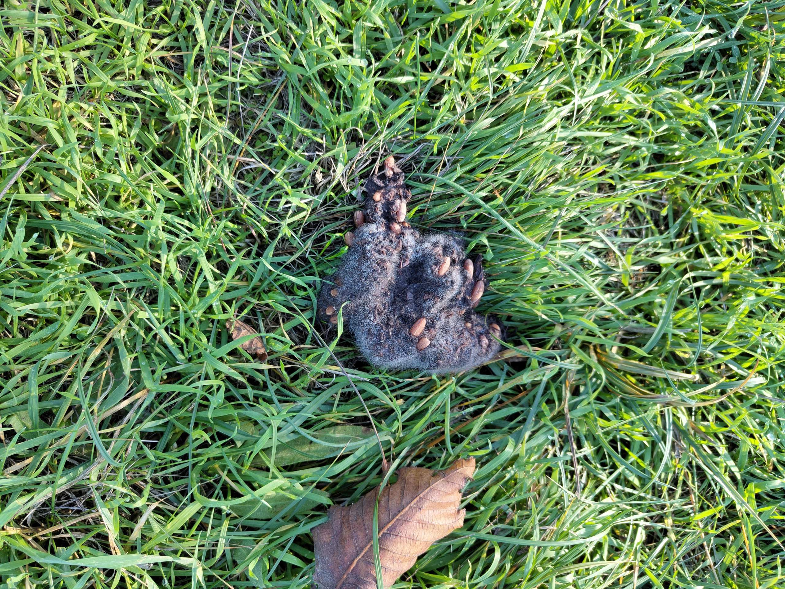 Welches Tier hat diesen komischen Kot hinterlassen? (Tiere, Natur, Wald)