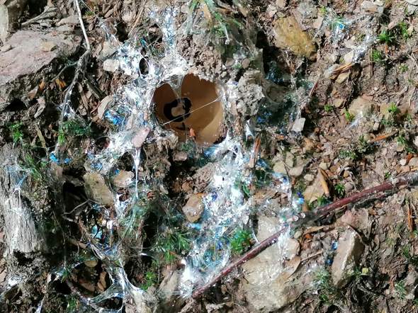 - (Natur, Spinnen)
