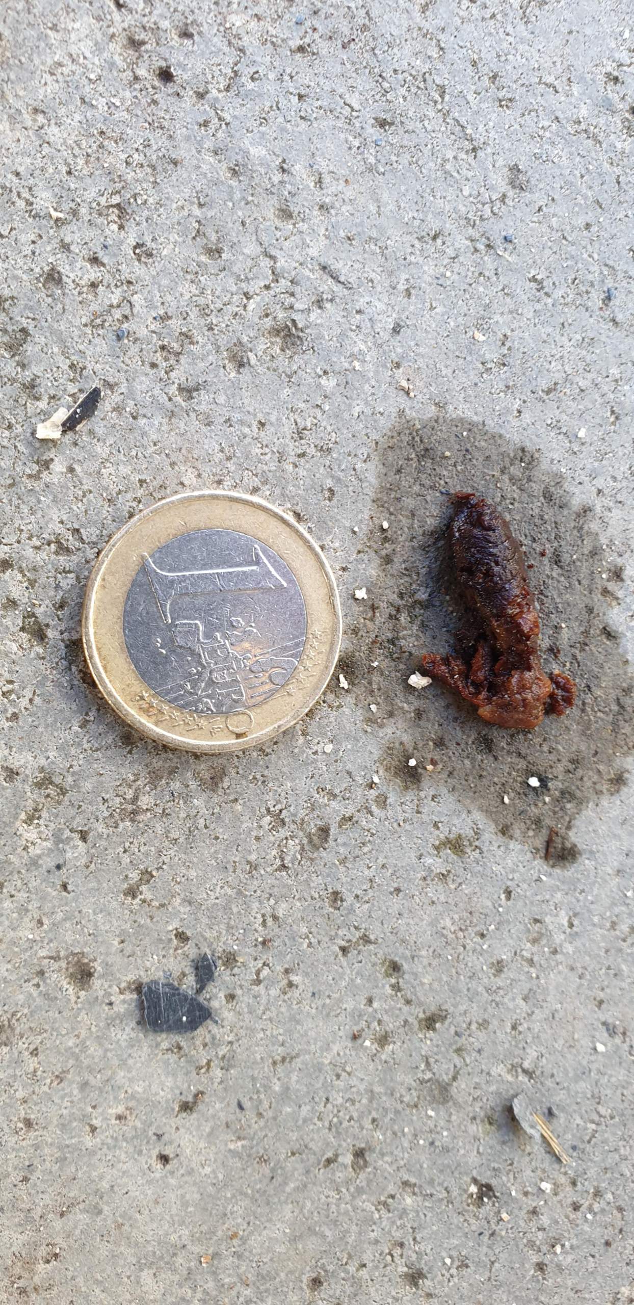 Welches Tier hinterlässt diesen Kot im Garten? (Tiere, Natur, Wildtiere)