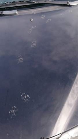 Welches Tier Hinterlasst Solche Spuren Auf Einer Motorhaube Tiere Wild