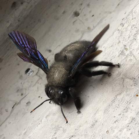 Welches Tier Ist Das Blaue Flugel Ungefahr 5 Cm Gross Tiere Insekten Zoo