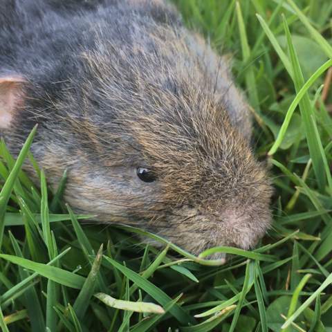 Welches Tier Ist Das Eine Ratte Oder Maus Tiere Natur Ratten