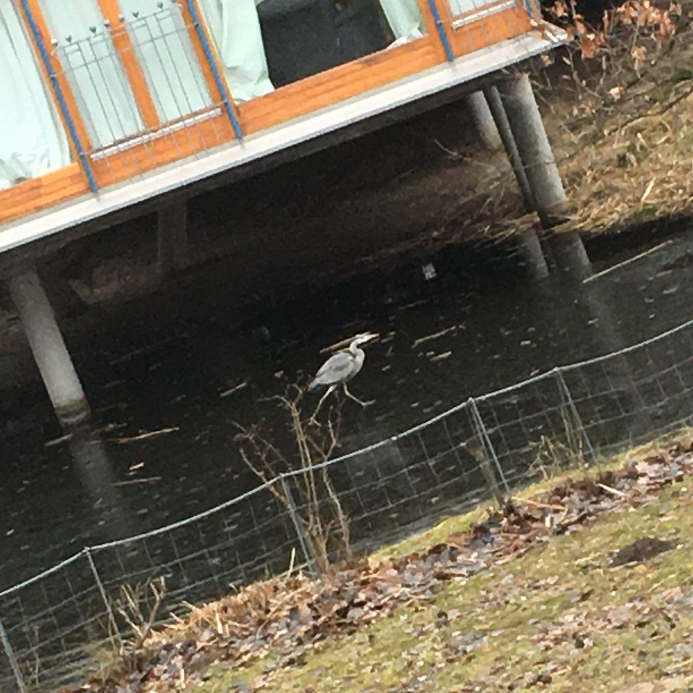 Welches Tier ist das. Es ist grau ist ziemlich groß und bewegt sich
