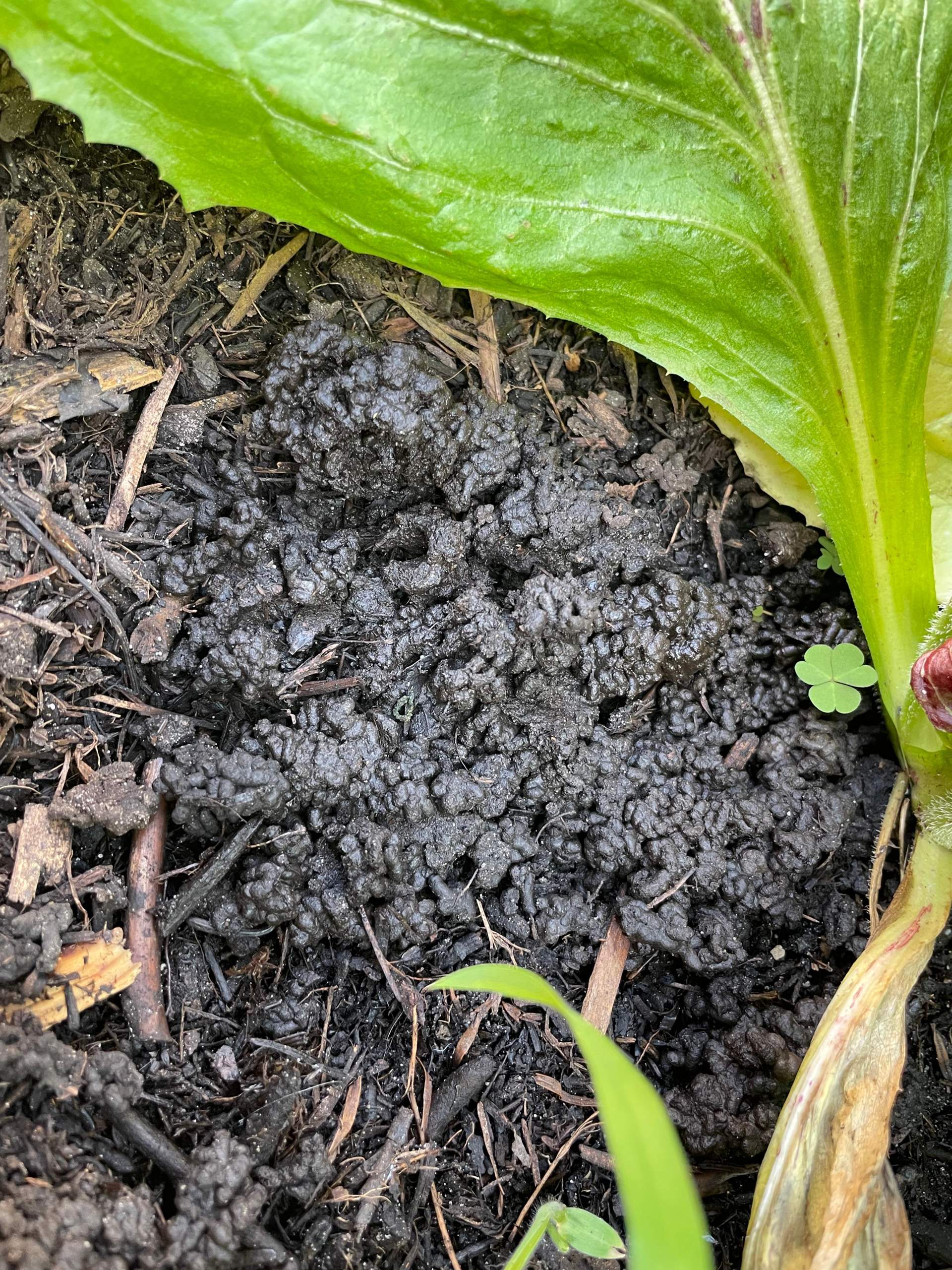 Welches Tier ist das? (Kot)? (Tiere, Garten, Gemüsebeet)