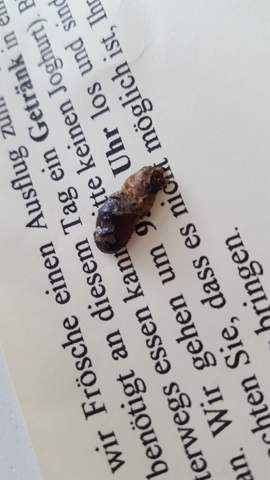 Ein Käfer? - (Insekten, Kaefer)