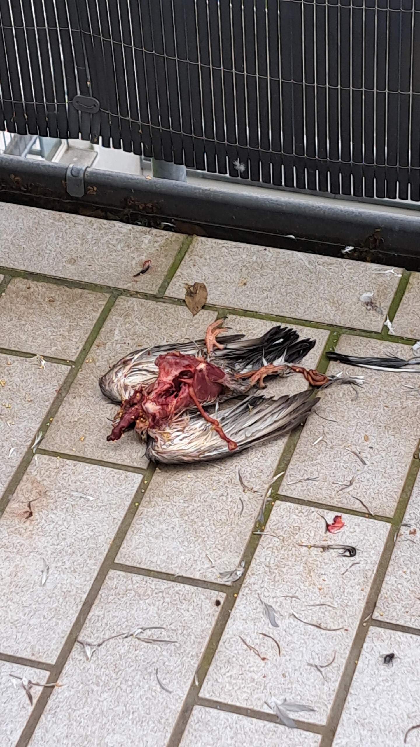 Welches Tier kann einen solchen Taubenkadaver hinterlassen? (Tauben ...